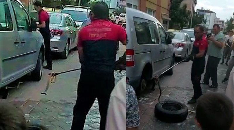 Araca giren yılan zor anlar yaşattı