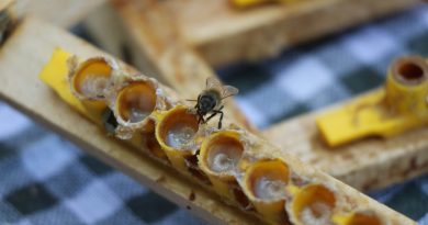 'Arı sütü' altınla yarışıyor