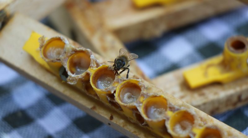 'Arı sütü' altınla yarışıyor