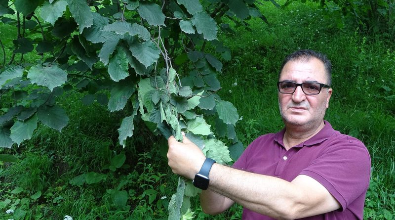 Arslantürk: 'Pandemi fındık tarımını bize yeniden öğretti'