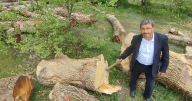 Asırlık ceviz ağaçları ihracatla ekonomiye kazandırılıyor