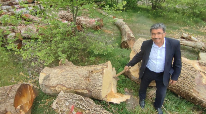 Asırlık ceviz ağaçları ihracatla ekonomiye kazandırılıyor