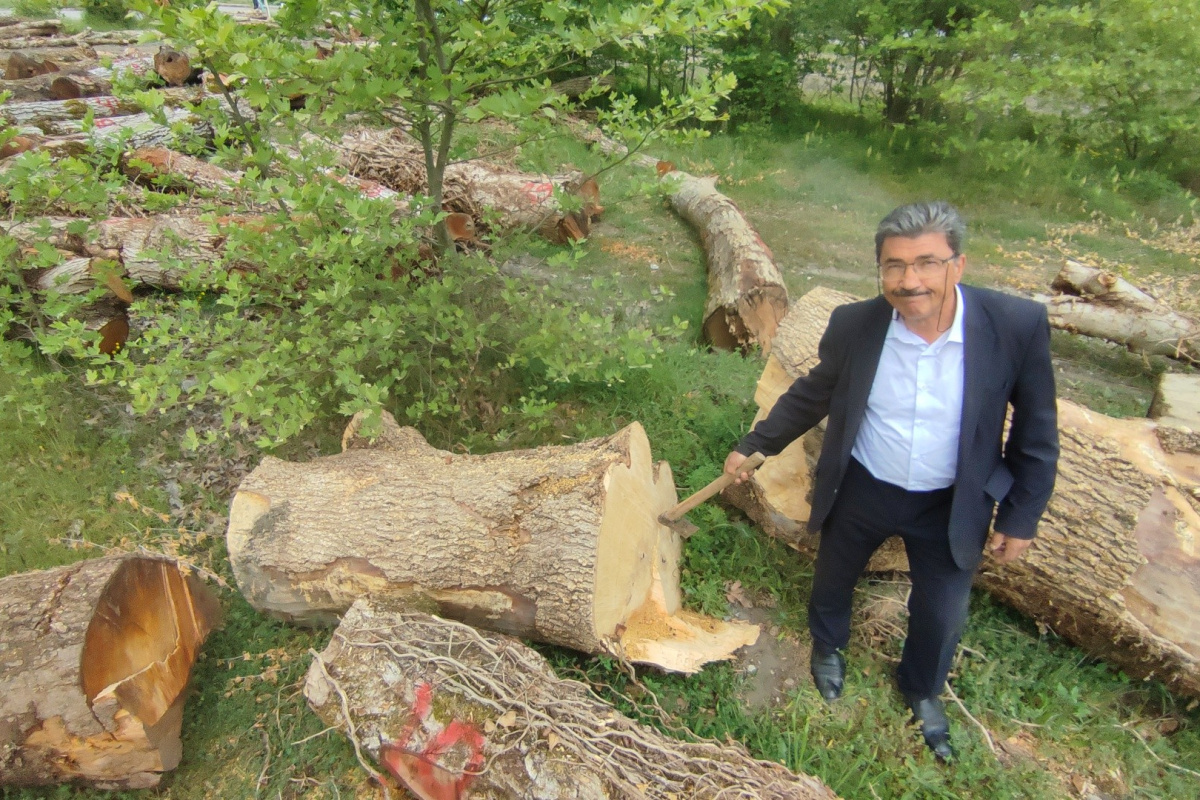 Asırlık ceviz ağaçları ihracatla ekonomiye kazandırılıyor