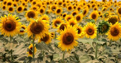 Ayçiçeği üreticisi yağmur bekliyor