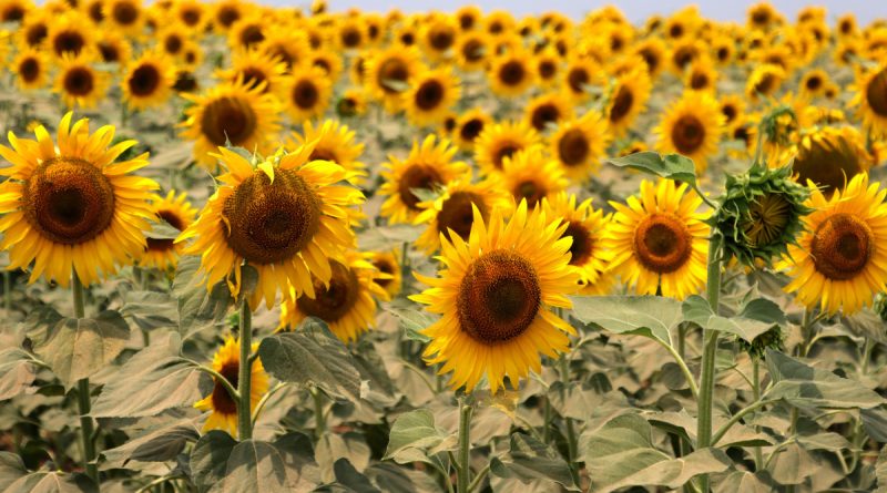 Ayçiçeği üreticisi yağmur bekliyor