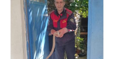Aydın'da zehirli yılan paniği