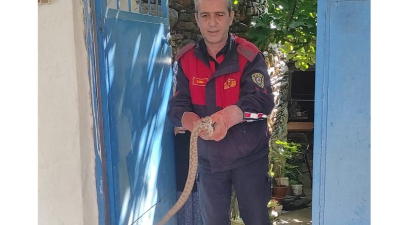 Aydın'da zehirli yılan paniği