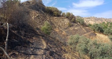 Aydın’da zeytinlik alandaki yangın büyümeden söndürüldü