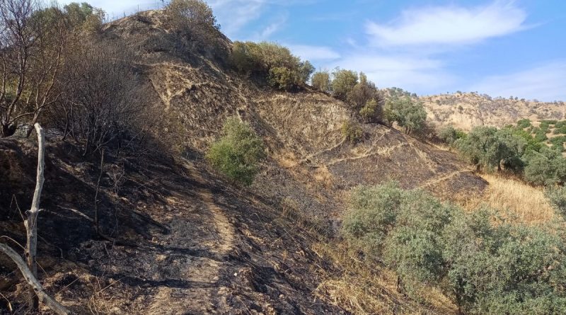 Aydın’da zeytinlik alandaki yangın büyümeden söndürüldü