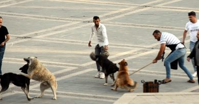 Başıboş köpeklerin kavgasını vatandaşlar ayırdı