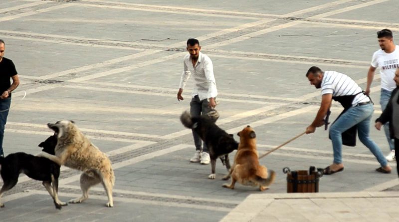 Başıboş köpeklerin kavgasını vatandaşlar ayırdı