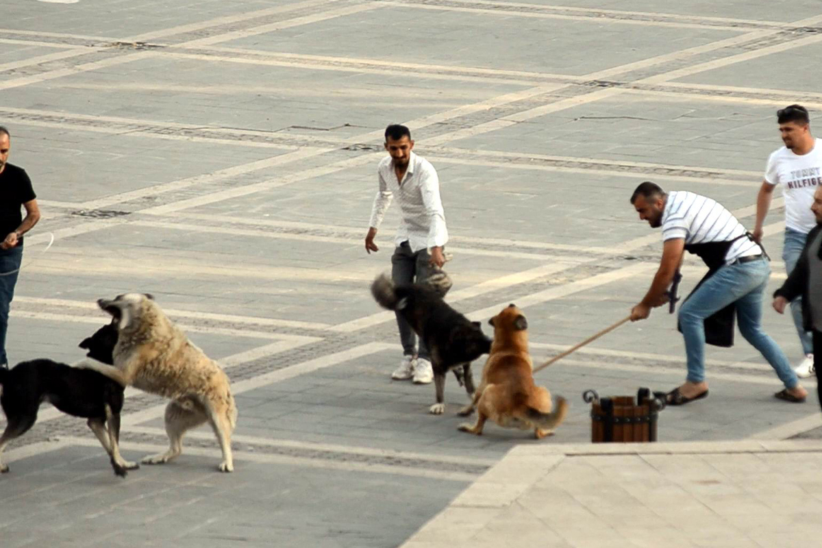 Başıboş köpeklerin kavgasını vatandaşlar ayırdı