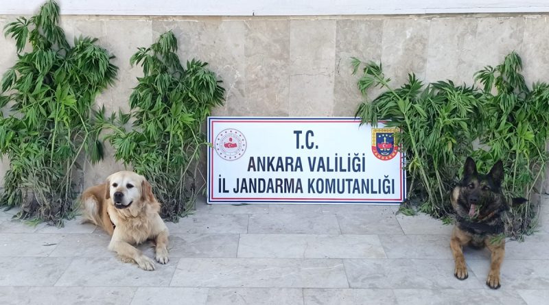 Başkent'te zehir tacirlerine darbe: 6 gözaltı