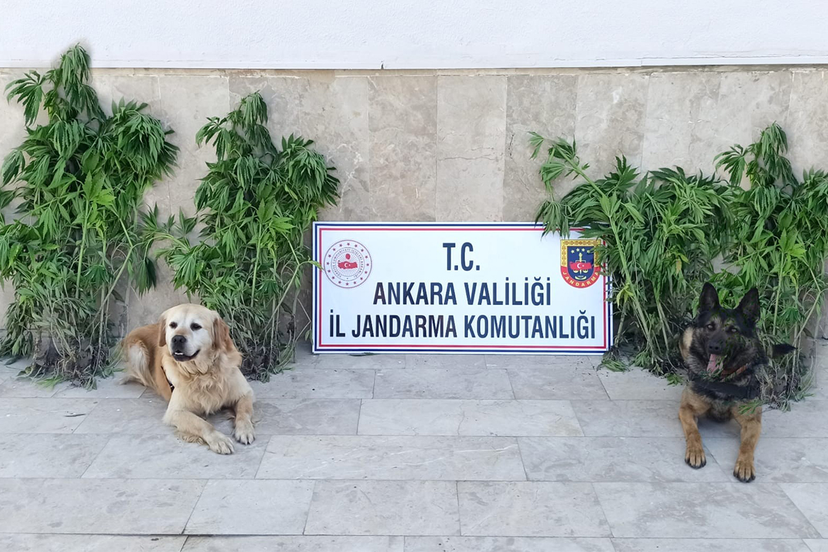 Başkent'te zehir tacirlerine darbe: 6 gözaltı