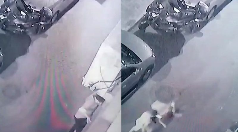 Bayrampaşa’daki pişkin hırsız yakalanınca 'Çay içmeye geldim' dedi