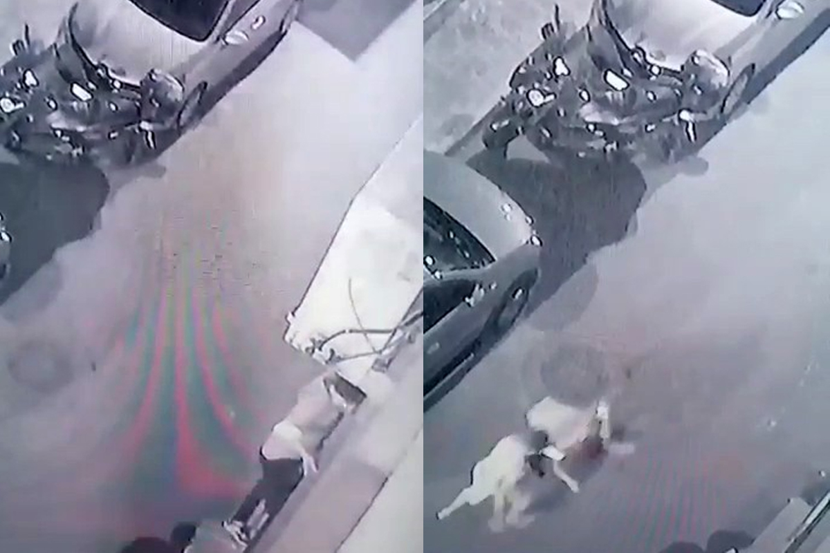 Bayrampaşa’daki pişkin hırsız yakalanınca 'Çay içmeye geldim' dedi