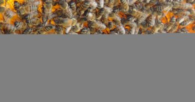 Bingöl’de bir kişi arı sokması sonucu hayatını kaybetti