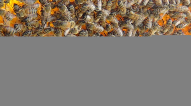 Bingöl’de bir kişi arı sokması sonucu hayatını kaybetti