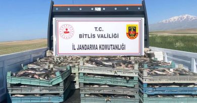 Bitlis’te kaçak avlanmış 2 ton 350 kilo inci kefali ele geçirildi