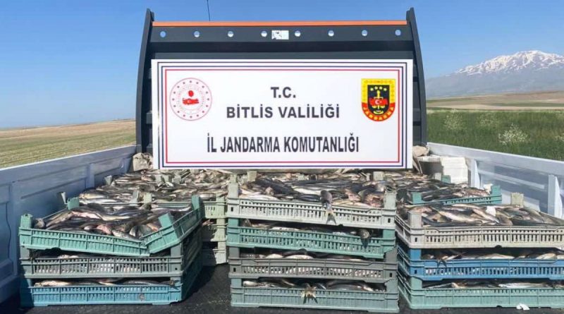 Bitlis’te kaçak avlanmış 2 ton 350 kilo inci kefali ele geçirildi