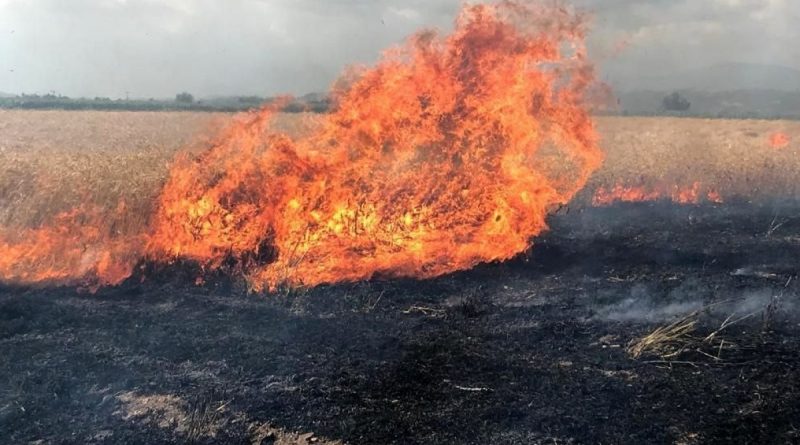 Buğday tarlası alev alev yandı, çiftçi mahsulü hasat ederek kurtarmaya çalıştı