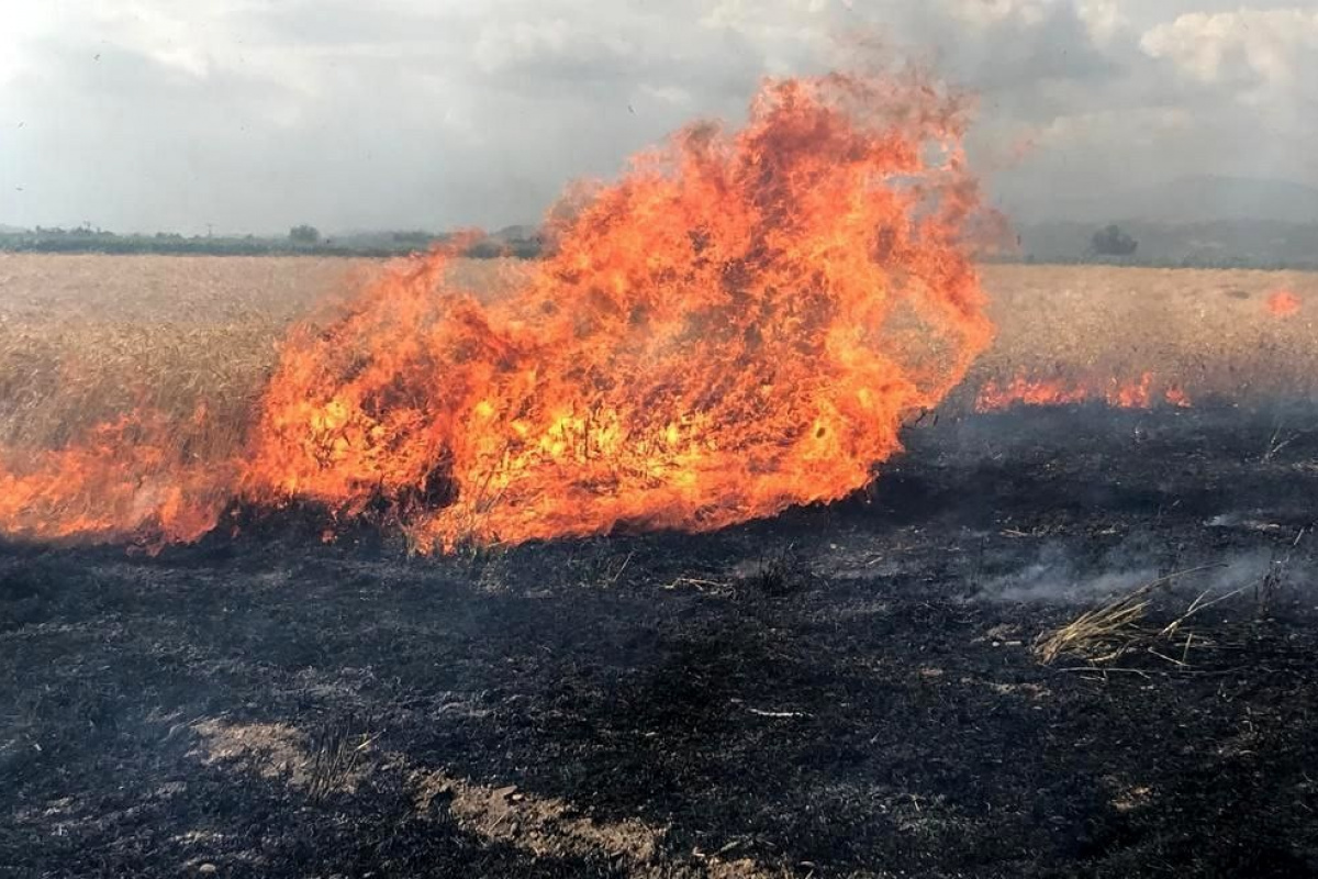 Buğday tarlası alev alev yandı, çiftçi mahsulü hasat ederek kurtarmaya çalıştı