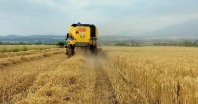 Buğday üreticisinin yüzü gülüyor