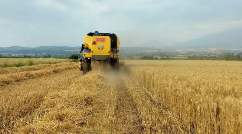 Buğday üreticisinin yüzü gülüyor