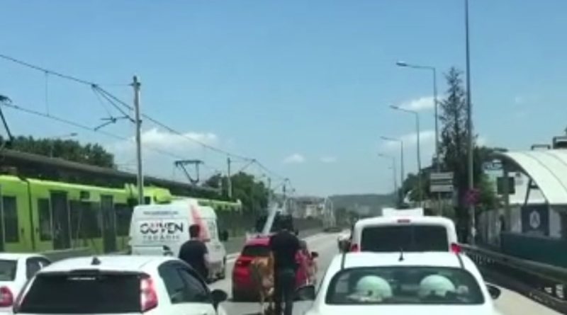 Bursa'da kaçan boğalar trafiği kilitledi