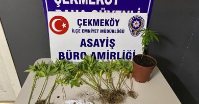 Çekmeköy’de otoban kenarında Hint keneviri yetiştiren 2 şüpheli adli kontrol şartıyla serbest