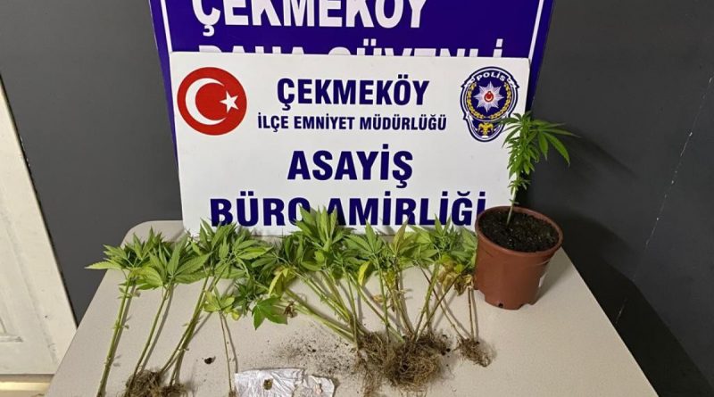 Çekmeköy’de otoban kenarında Hint keneviri yetiştiren 2 şüpheli adli kontrol şartıyla serbest
