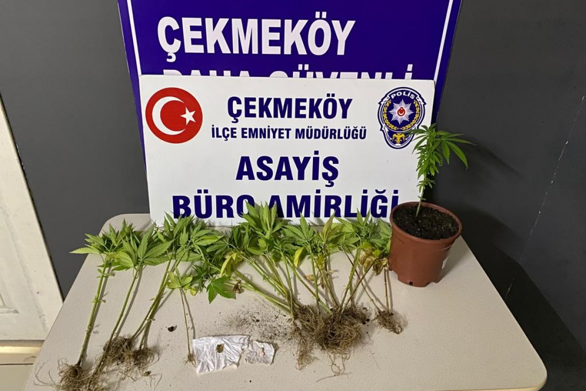 Çekmeköy’de otoban kenarında Hint keneviri yetiştiren 2 şüpheli adli kontrol şartıyla serbest