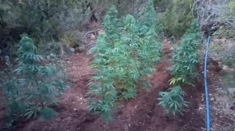 Çeşme'de 155 kök kenevir ele geçirildi