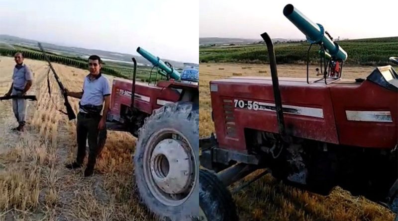 Çiftçiler ürünlerini domuzlardan korumak için silahla nöbet tutuyor