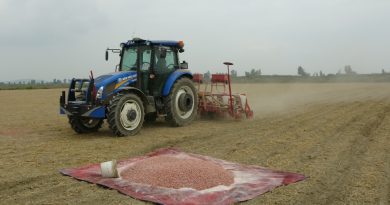 Çukurova'da yer fıstığı ekimi başladı