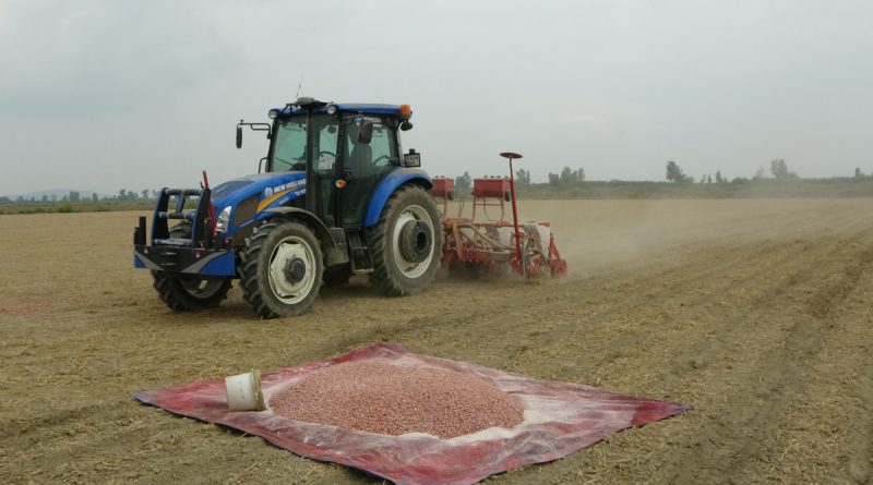 Çukurova'da yer fıstığı ekimi başladı