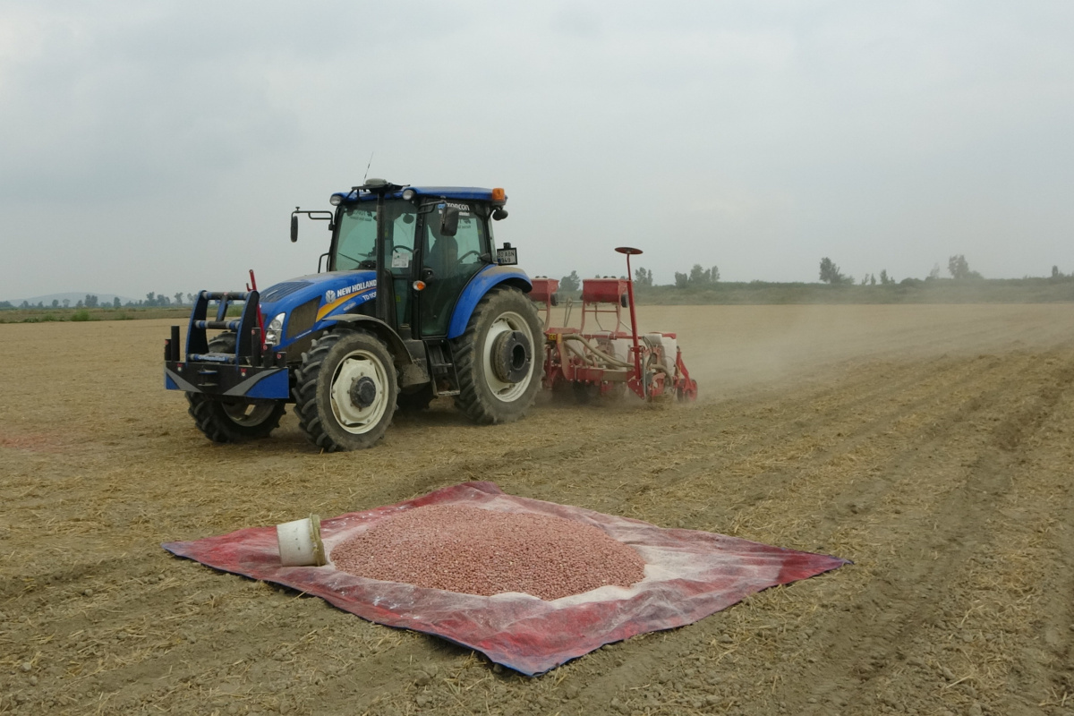 Çukurova'da yer fıstığı ekimi başladı