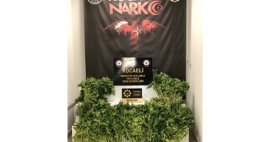 Dağlık alanda ekili 513 kök Hint keneviri ele geçirildi