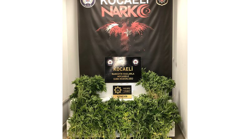 Dağlık alanda ekili 513 kök Hint keneviri ele geçirildi