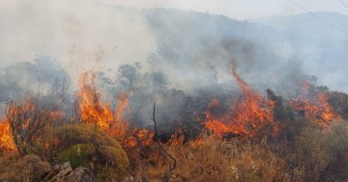 Dalaman’da orman yangını