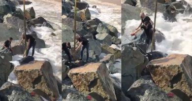 Denize düşen kurbanlık boğa vatandaşlar tarafından kurtarıldı