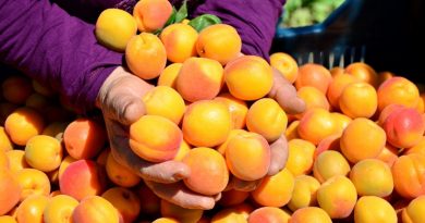 Denizli’de erkenci kayısı hasadı başladı