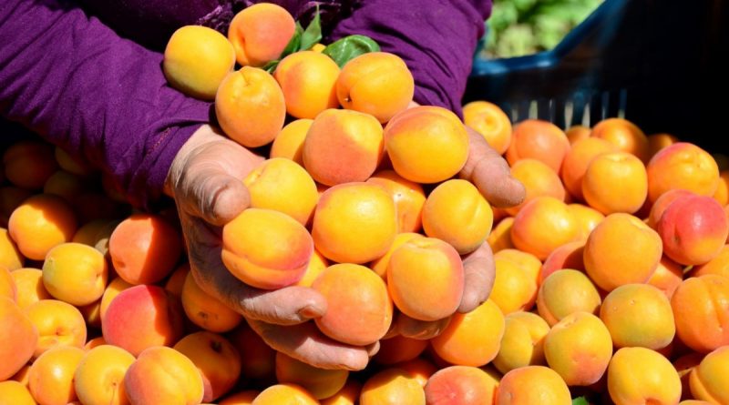 Denizli’de erkenci kayısı hasadı başladı