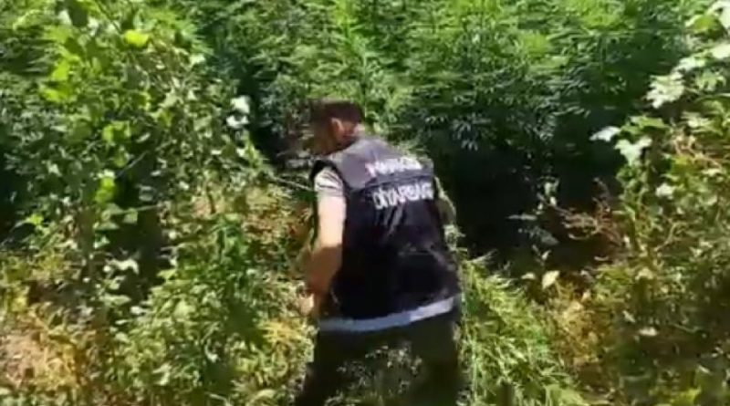 Diyarbakır’da uyuşturucu operasyon: 2 bin kök Hint keneviri imha edildi