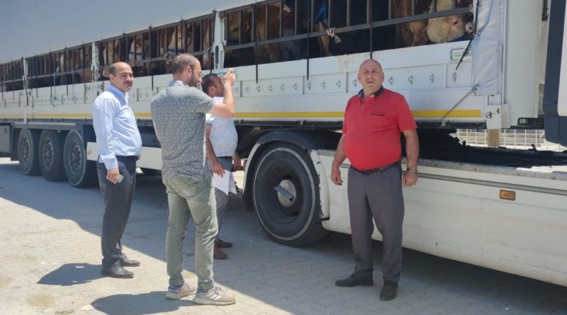 Doğu’dan batı illerine kurbanlık sevkiyatı başladı