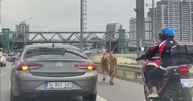 E-5 Karayolu'na çıkan inekler trafiği karıştırdı