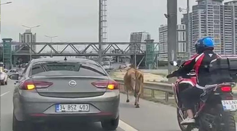 E-5 Karayolu'na çıkan inekler trafiği karıştırdı