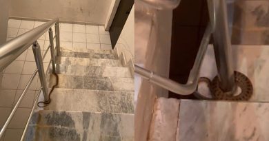 Elazığ'da apartmana giren yılan paniğe neden oldu