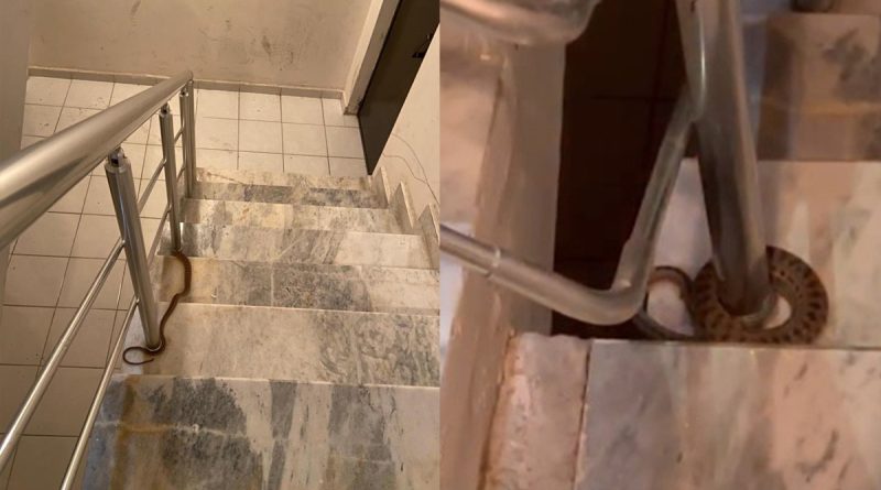 Elazığ'da apartmana giren yılan paniğe neden oldu