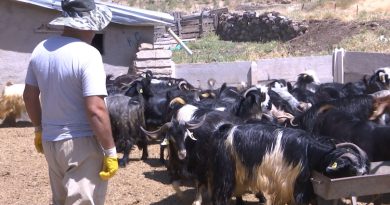 Elazığ’da kurbanlıklar görücüye çıktı: Fiyatlar 2 bin 500 liradan başlıyor